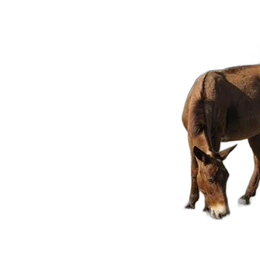 animal, creature, weapon, food transparent PNG cut-out