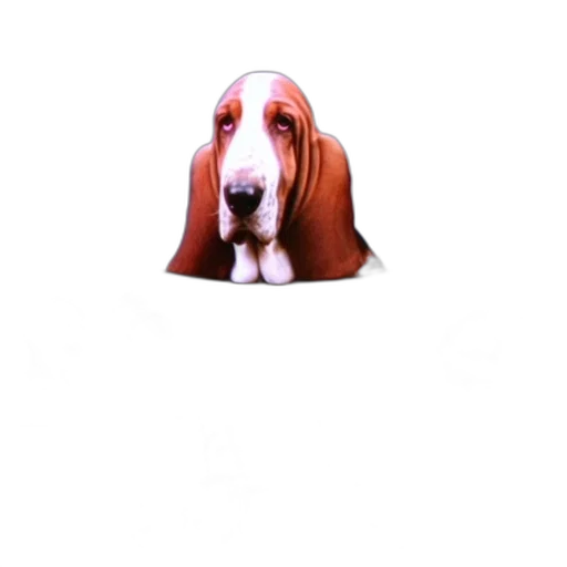 animal, face, creature, hat transparent PNG cut-out
