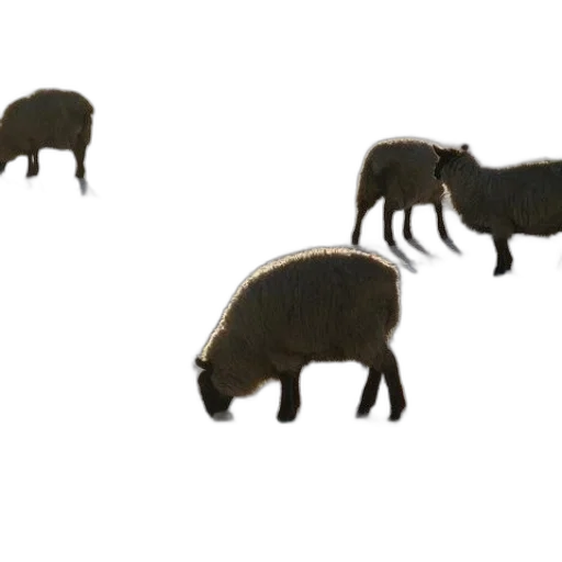 animal, creature, furniture, food transparent PNG cut-out