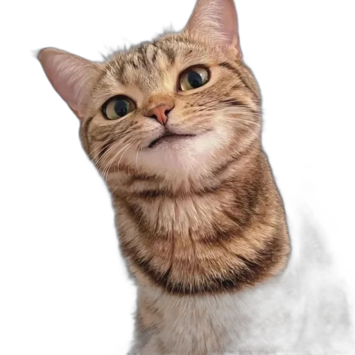 animal, staff, face, hat transparent PNG cut-out