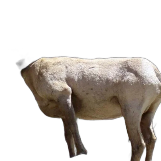 animal, creature, food, weapon transparent PNG cut-out