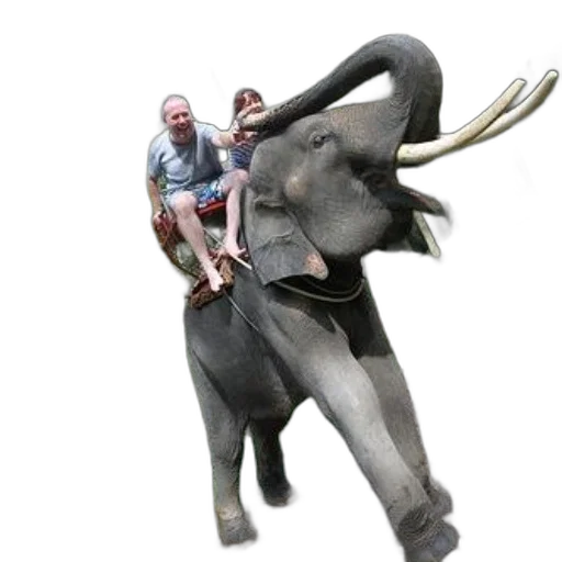 animal, creature, staff, weapon transparent PNG cut-out