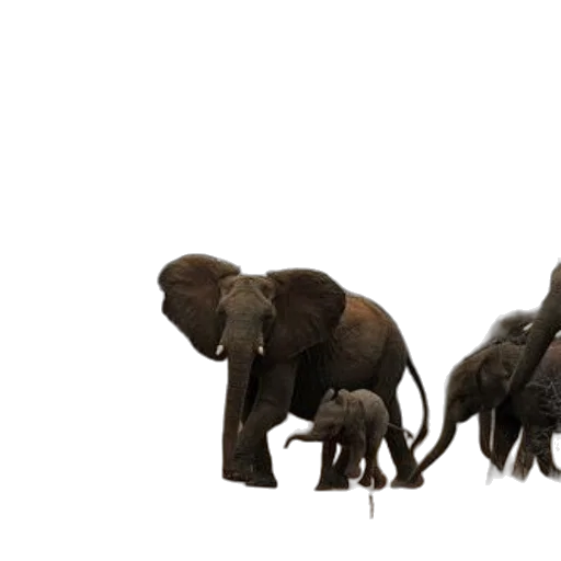 animal, concept art, 3d render, photorealistic transparent PNG cut-out
