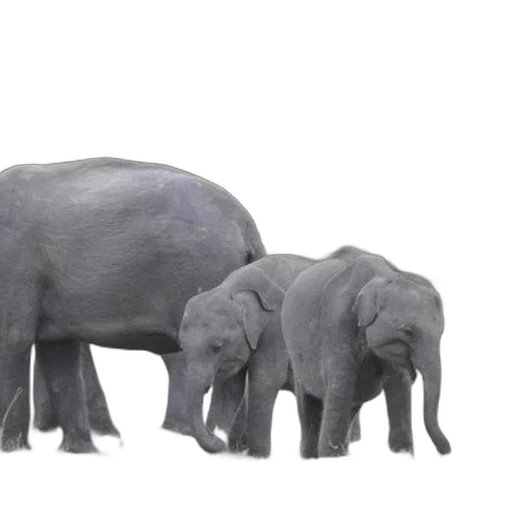 animal, creature, 3d render, concept art transparent PNG cut-out