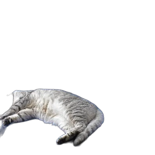 animal, creature, robot, staff transparent PNG cut-out