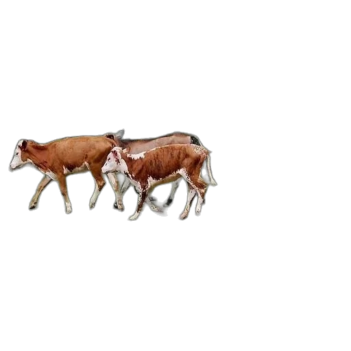animal, food, jewelry, car transparent PNG cut-out