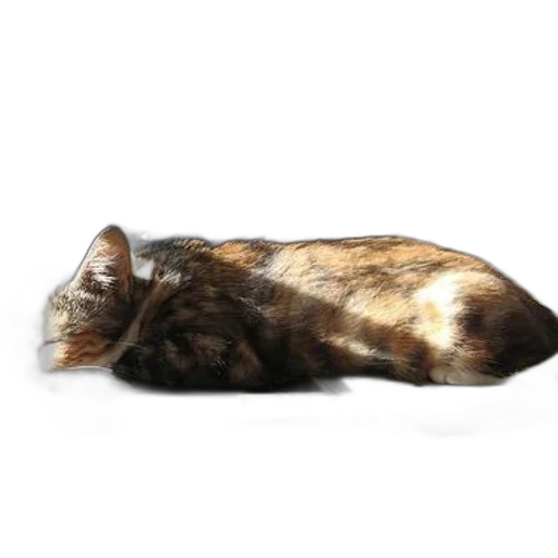 animal, creature, staff, furniture transparent PNG cut-out