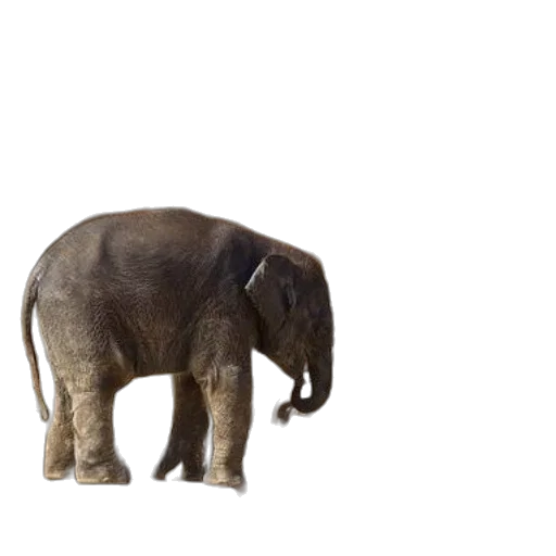 animal, creature, staff, hat transparent PNG cut-out