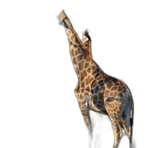animal, creature, umbrella, staff transparent PNG cut-out