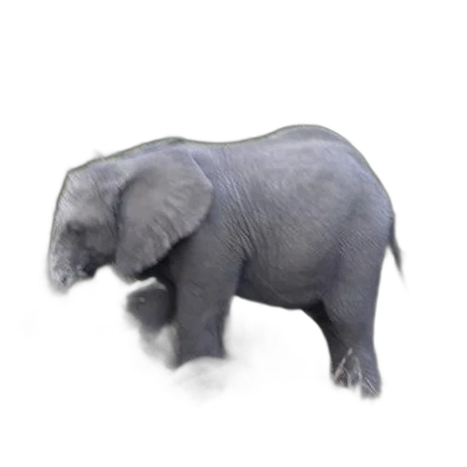 animal, creature, staff, robot transparent PNG cut-out
