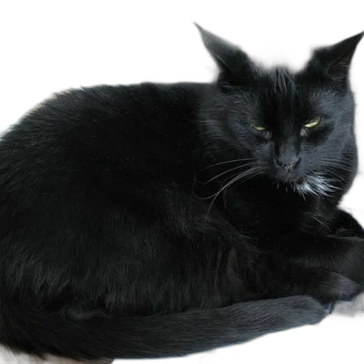 animal, staff, creature, crown transparent PNG cut-out