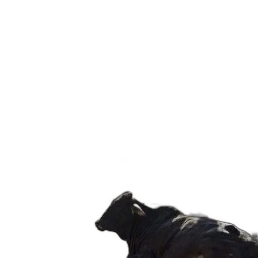 animal, creature, dragon, shoes transparent PNG cut-out