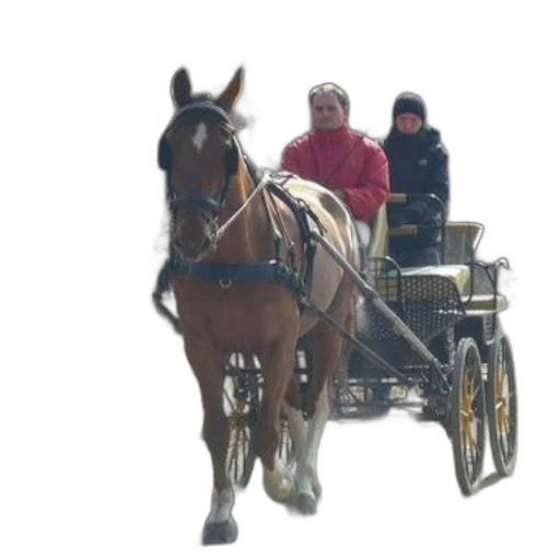 car, animal, staff, photorealistic transparent PNG cut-out