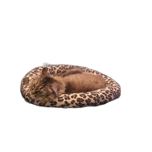 animal, hat, shoes, creature transparent PNG cut-out