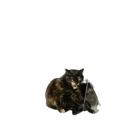 animal, creature, jacket, umbrella transparent PNG cut-out