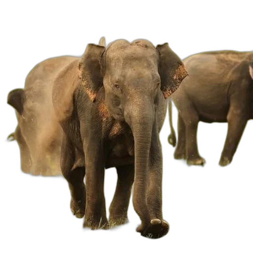 animal, creature, 3d render, concept art transparent PNG cut-out