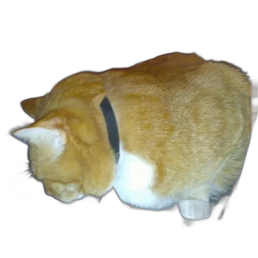 animal, staff, hat, creature transparent PNG cut-out
