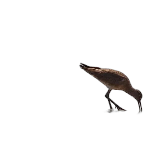 animal, creature, hair, shoes transparent PNG cut-out