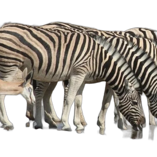 animal, creature, 3d render, concept art transparent PNG cut-out