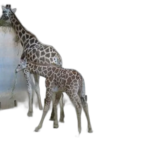 animal, creature, furniture, bottle transparent PNG cut-out