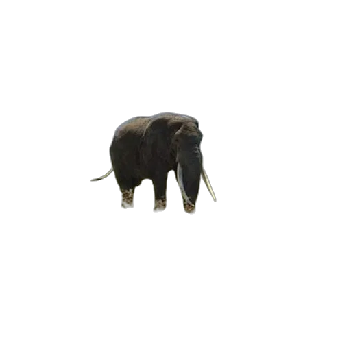 animal, creature, hat, mask transparent PNG cut-out