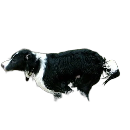 animal, hair, creature, jewelry transparent PNG cut-out