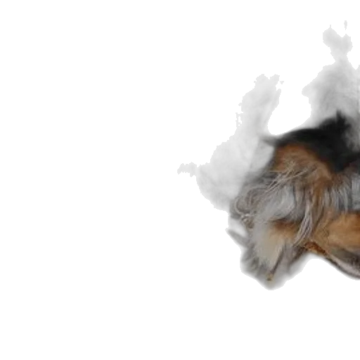 dragon, animal, creature, hair transparent PNG cut-out