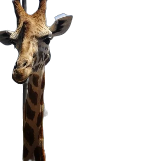 animal, creature, staff, hat transparent PNG cut-out