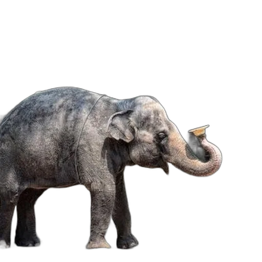 animal, creature, food, weapon transparent PNG cut-out