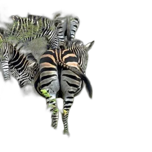 animal, creature, dragon, 3d render transparent PNG cut-out