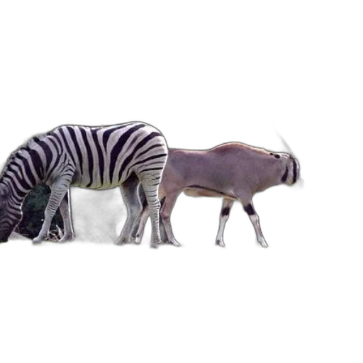 animal, creature, weapon, food transparent PNG cut-out
