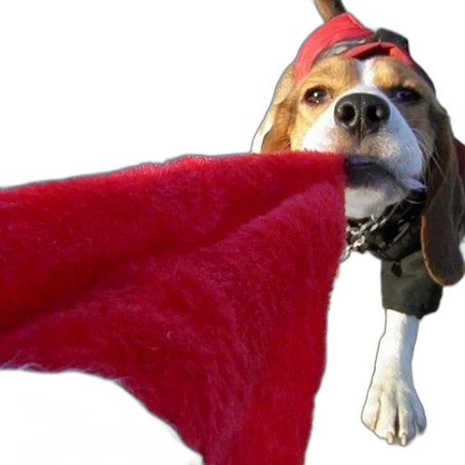 staff, animal, hat, creature transparent PNG cut-out