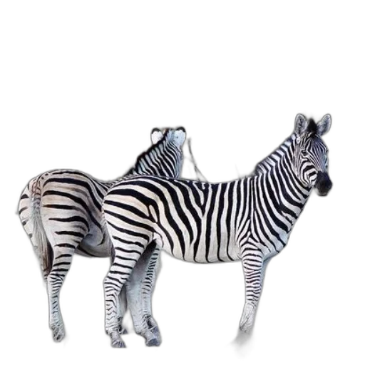 animal, jewelry, creature, furniture transparent PNG cut-out