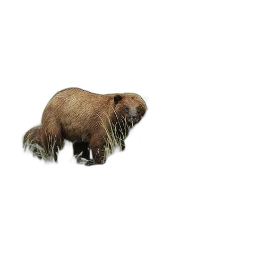 animal, creature, hair, staff transparent PNG cut-out