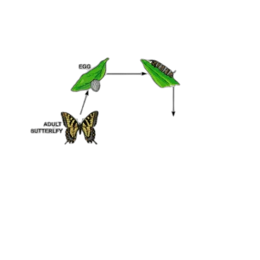 animal, creature, weapon, jewelry transparent PNG cut-out