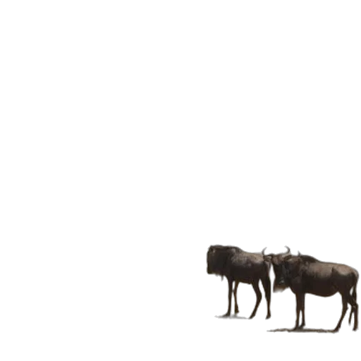 animal, creature, hair, weapon transparent PNG cut-out