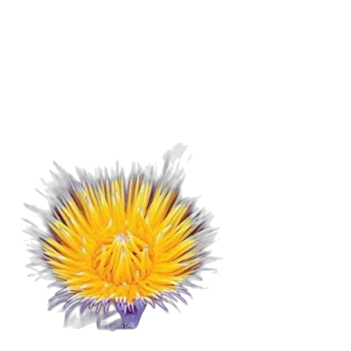 flower, crown, hair, staff transparent PNG cut-out