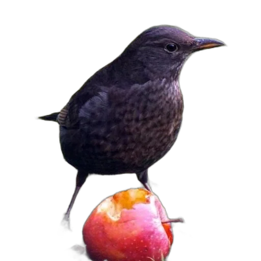 food, animal, staff, creature transparent PNG cut-out