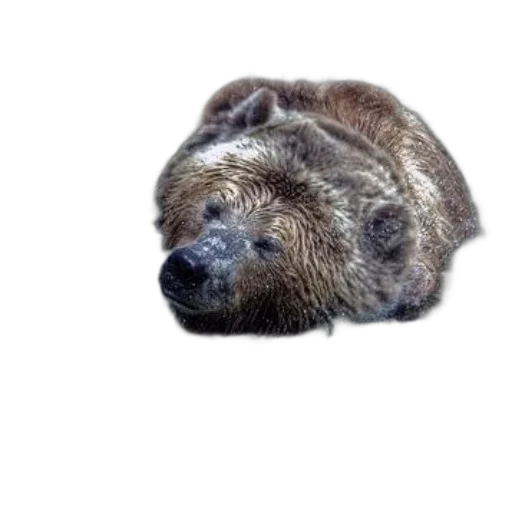 animal, creature, staff, face transparent PNG cut-out