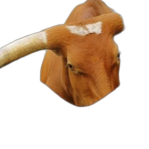 animal, mask, hat, face transparent PNG cut-out