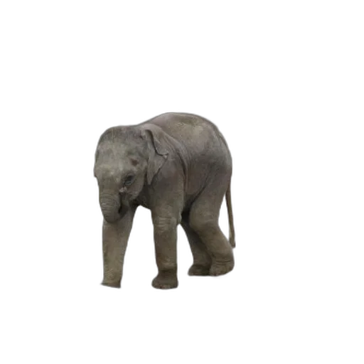 animal, creature, staff, weapon transparent PNG cut-out