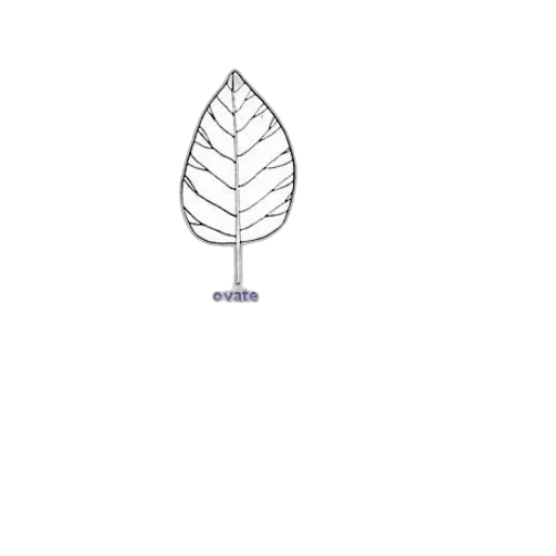 crown, flower, umbrella, tree transparent PNG cut-out