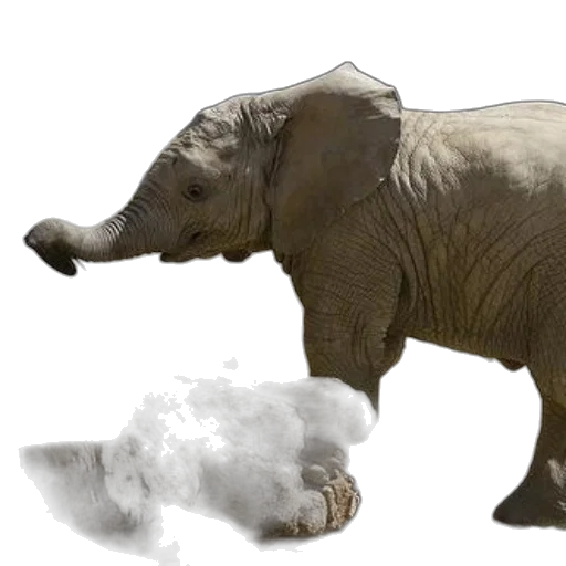 animal, creature, weapon, photorealistic transparent PNG cut-out
