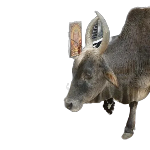 animal, creature, hat, staff transparent PNG cut-out