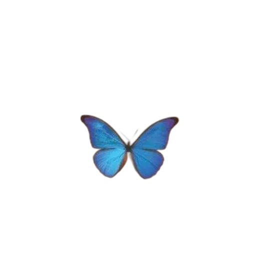 animal, creature, jewelry, flower transparent PNG cut-out