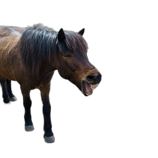 animal, creature, dragon, hair transparent PNG cut-out