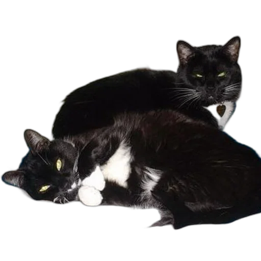 animal, photorealistic, monochrome, two transparent PNG cut-out