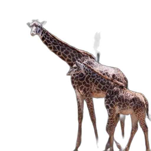 animal, creature, staff, crown transparent PNG cut-out
