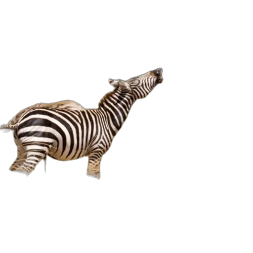 animal, creature, staff, jewelry transparent PNG cut-out