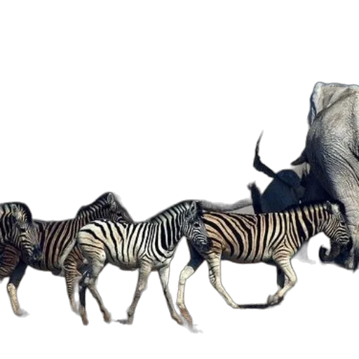 animal, creature, concept art, photorealistic transparent PNG cut-out